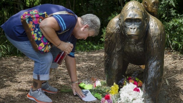 Harambe Gorilla Incident